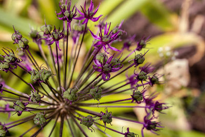 The last of the sprouting of a giant onion plant in a garden