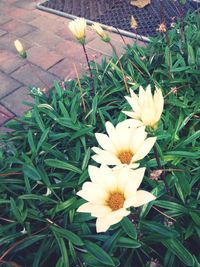 Close-up of white flowers