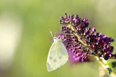 Close-up of butterfly pollinating on purple flower