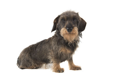 Portrait of dog against white background