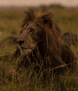 Old lion sitting on the grass in masai mara