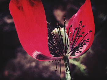 Close-up of red flower