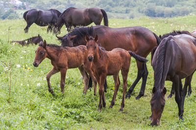 Horses in a field