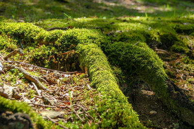 High angle view of moss covered trees in forest