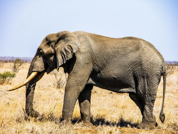 Side view of elephant standing on field