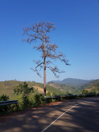 Tree by road against clear blue sky