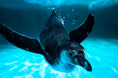 Penguin swimming in aquarium