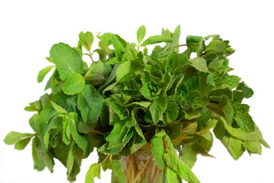 Close-up of fresh green leaves against white background