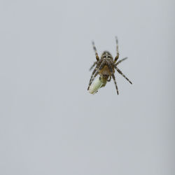 Close-up of spider