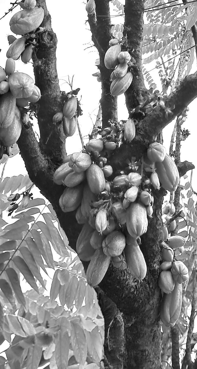 plant, tree, growth, nature, branch, food, black and white, flower, day, no people, produce, monochrome photography, plant part, food and drink, outdoors, low angle view, fruit, leaf, healthy eating, spring, monochrome, beauty in nature