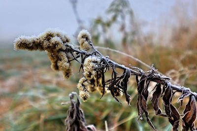 Close-up of wilted plant on field