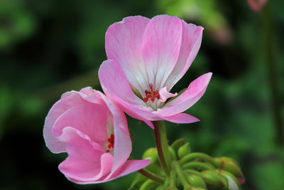 Close-up of pink flower