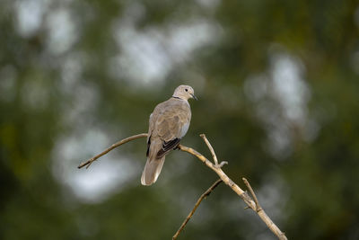 Close-up of bird perching on branch