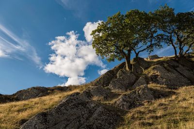 Low angle view of trees on mountain against sky