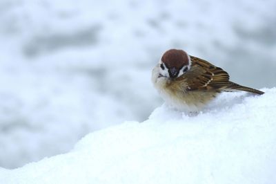 Close-up of bird perching on snow