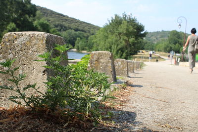 Road by trees against sky
