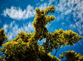 Flowers against sky