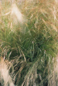 Full frame shot of plants