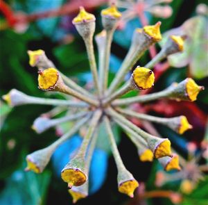 Close-up of yellow flowers