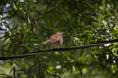 Curious brown thrasher toxostoma rufum looking around from its perch on an electric line