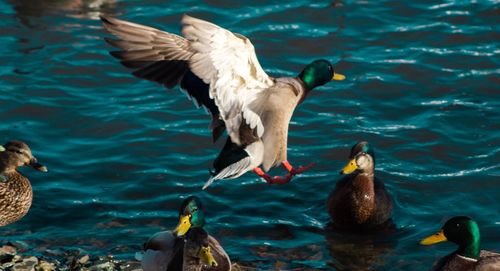 Close-up of birds in lake