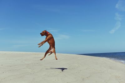 Dog on beach