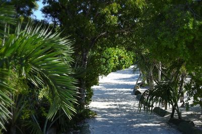 Trees by calm sea