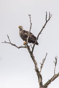 Low angle view of eagle perching on tree