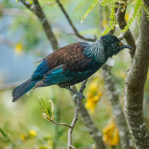 Tui bird in a flowering kowhai tree. perched on branch.