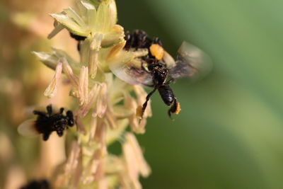 One of the bees is flying out to eat on the soft shoots of the corn plant.