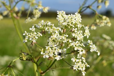 Close-up of white flowers blooming on tree