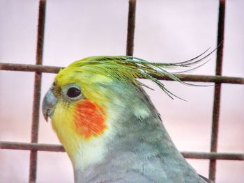 Close-up of parrot