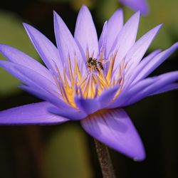 Close-up of bee pollinating on purple flower