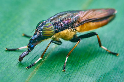 Close-up of insect