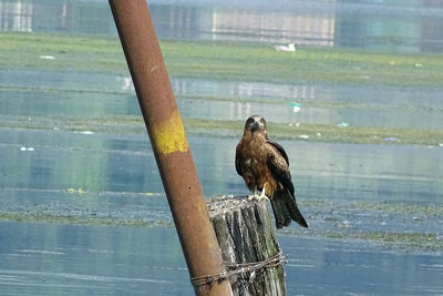 Close-up of bird perching on wooden post