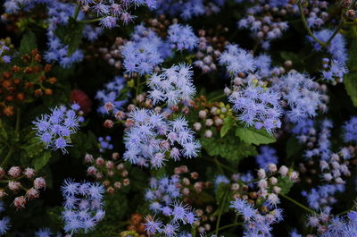 Close-up of purple flowering plants during winter