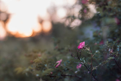 Close-up of pink flowering plant on field