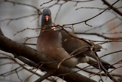 Close-up of bird perching on branch