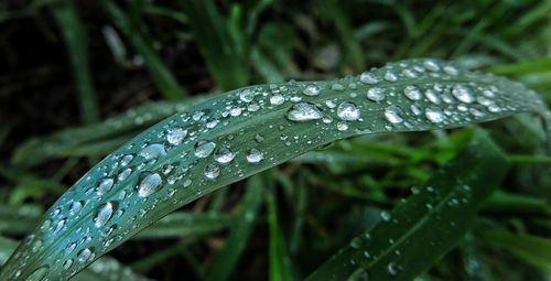 Close-up of raindrops on leaves