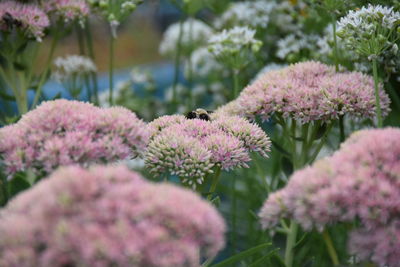 Close-up of bee on pink flowers