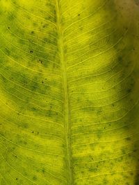 Full frame shot of green leaf