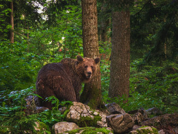 Dog in forest