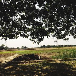 Scenic view of grassy field