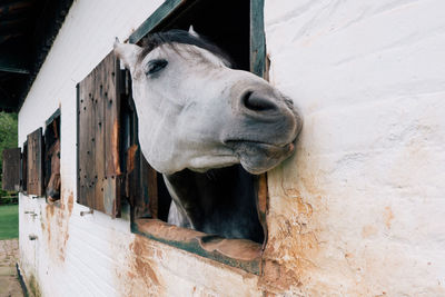 Close-up of horse