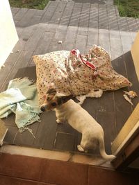 High angle view of dog relaxing on tiled floor