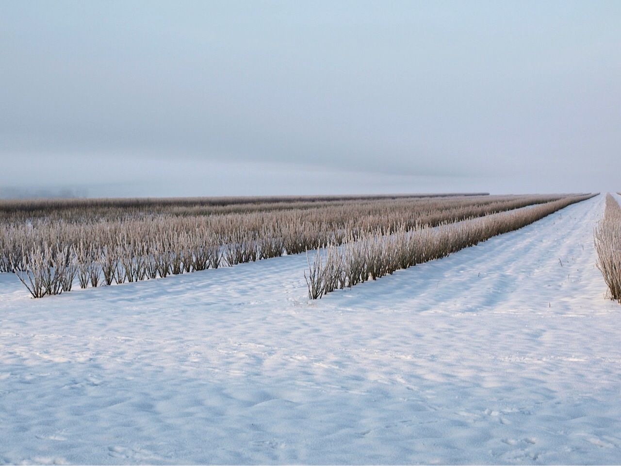 snow, winter, cold temperature, season, landscape, weather, tranquil scene, tranquility, field, nature, covering, scenics, snow covered, frozen, beauty in nature, sky, white color, non-urban scene, wood - material, rural scene