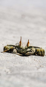 Close-up of crab on ground