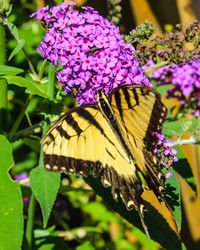 Close-up of butterfly pollinating on purple flower