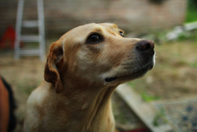 Close-up of dog outdoors