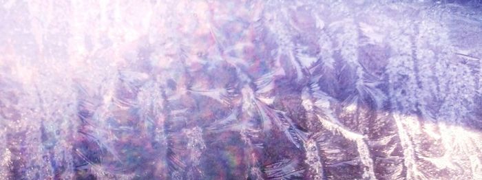 Full frame shot of purple trees